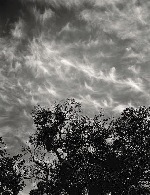 Oaks and Clouds, Coyote Hill 1971