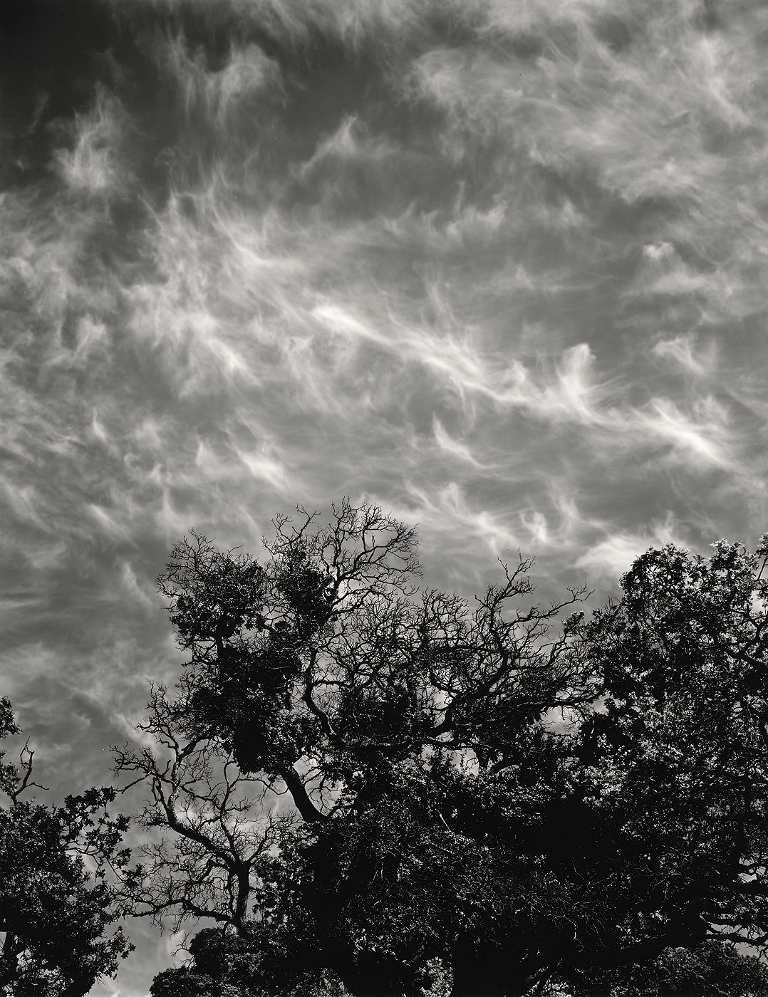 Oaks and Clouds, Coyote Hill1971